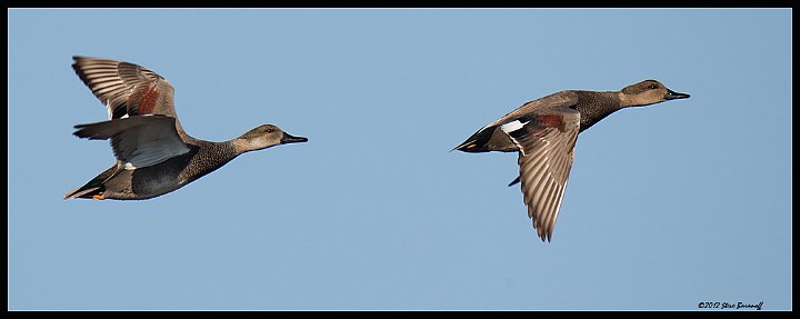 _2SB9038 gadwall drakes.jpg